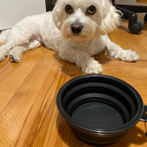Um cão branco ao lado de uma tigela preta de viagem aberta sobre um piso de madeira.